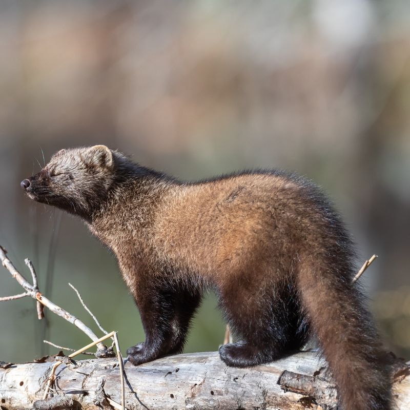 Fisher Cat