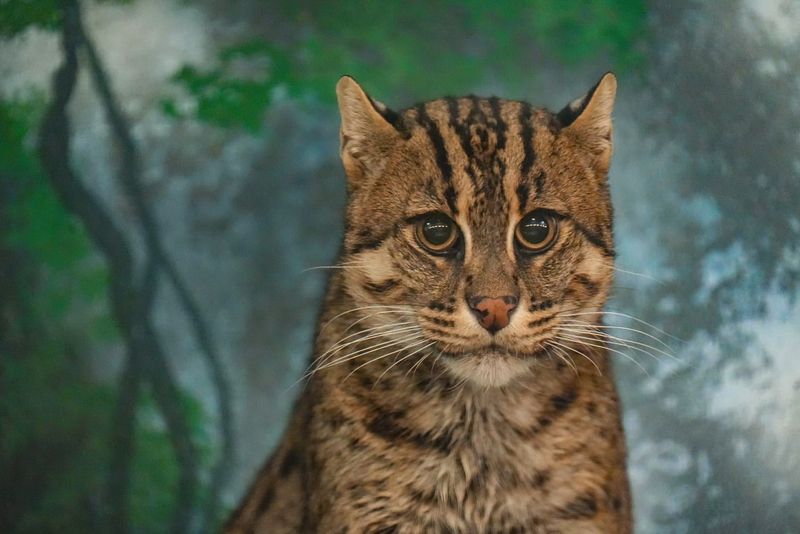 Fishing Cat