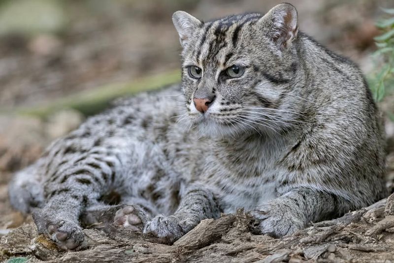 Fishing Cat