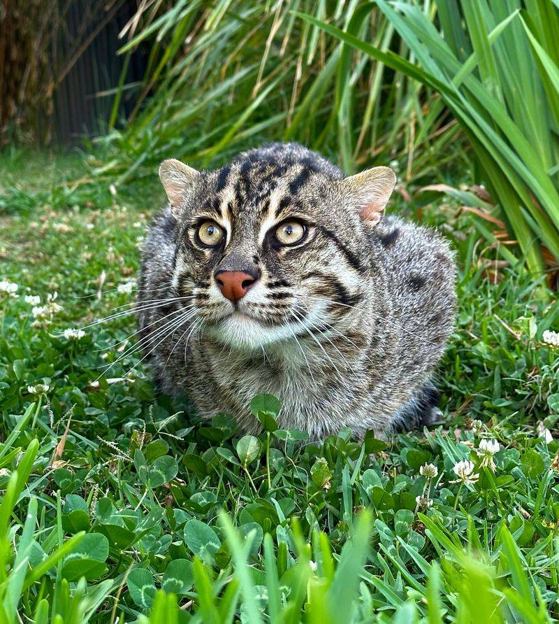 Fishing Cat