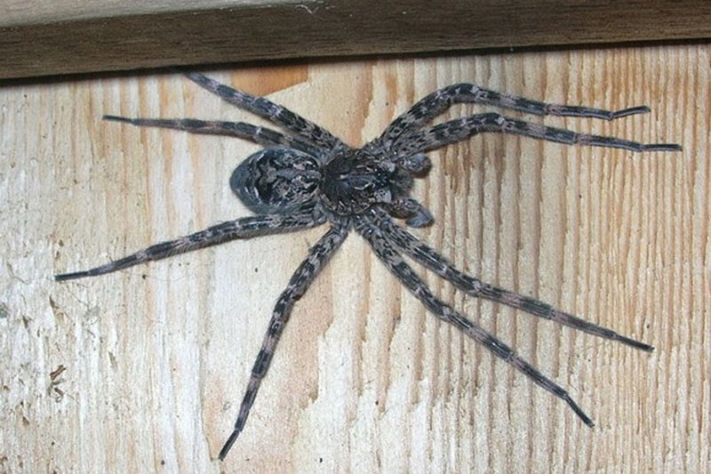 Fishing Spider in Maine