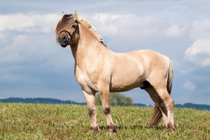 Fjord Horse