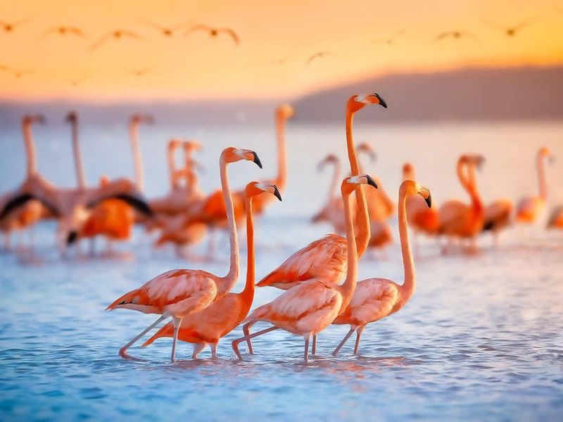 Flamingo's Pink Hue