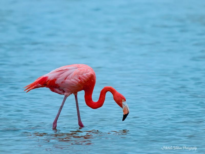 Flamingo