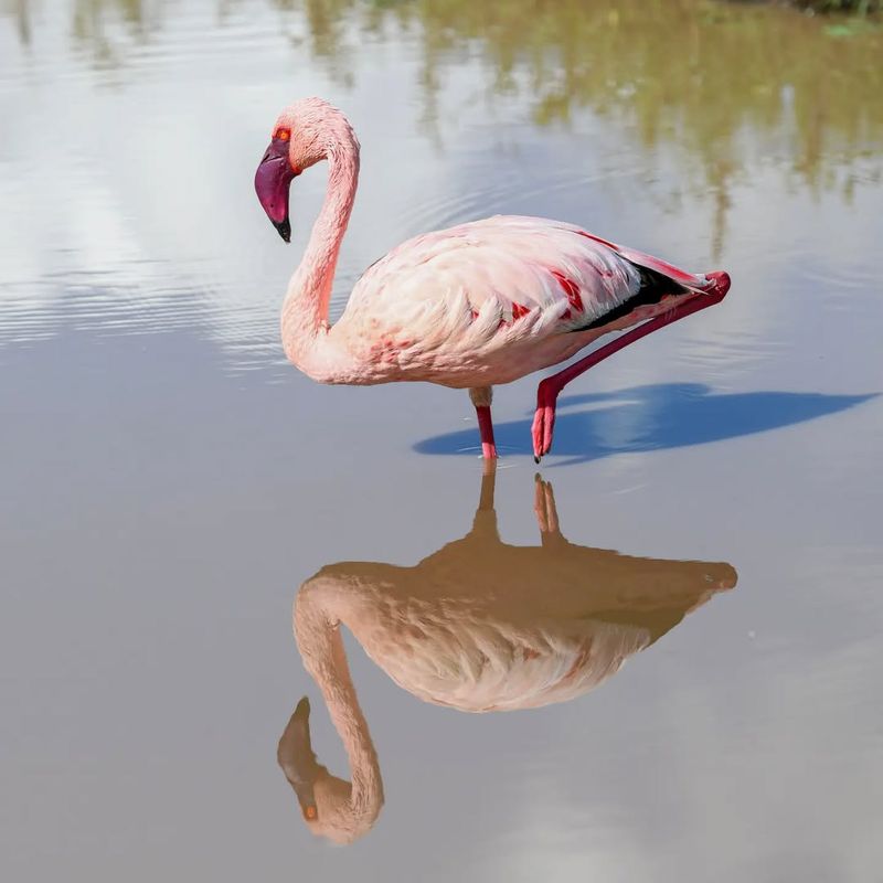 Flamingo