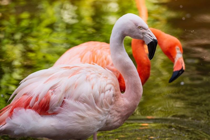 Flamingos' Flair