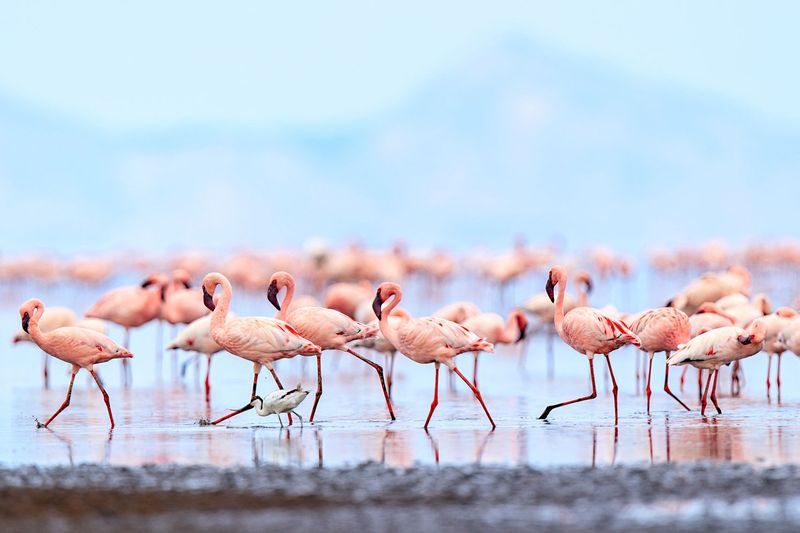 Flamingos