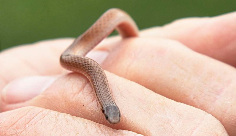 Flathead Snake