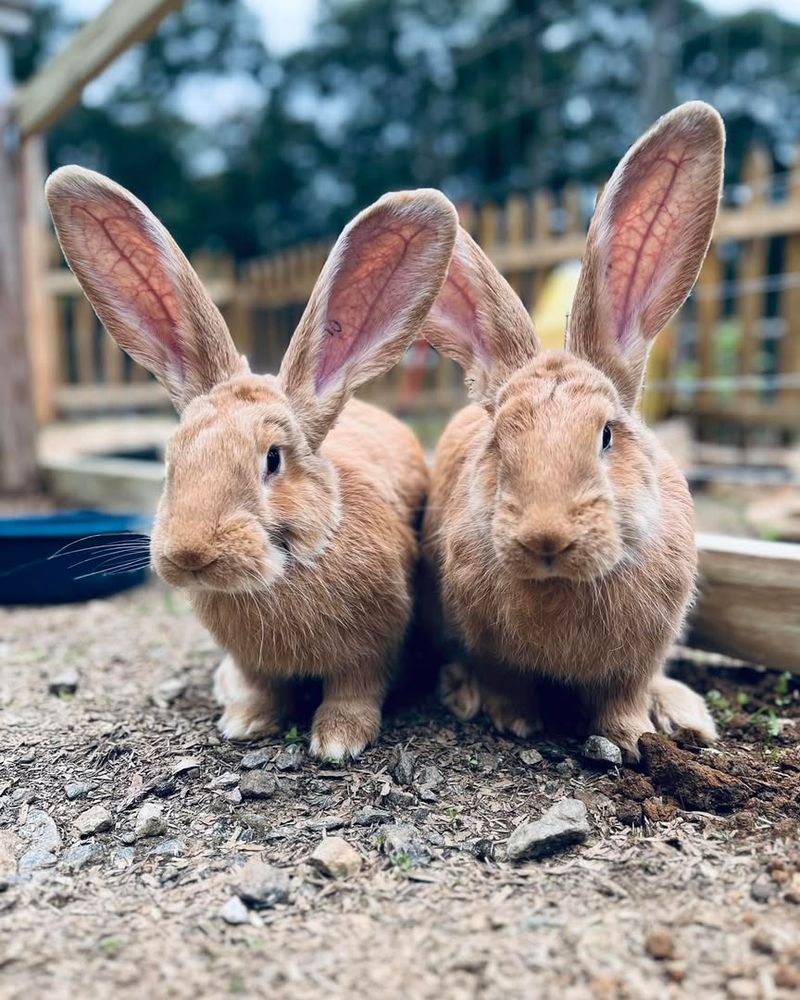 Flemish Giant