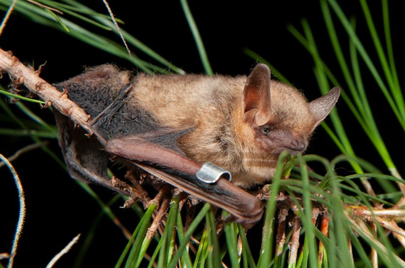 Florida's Everglades Bats