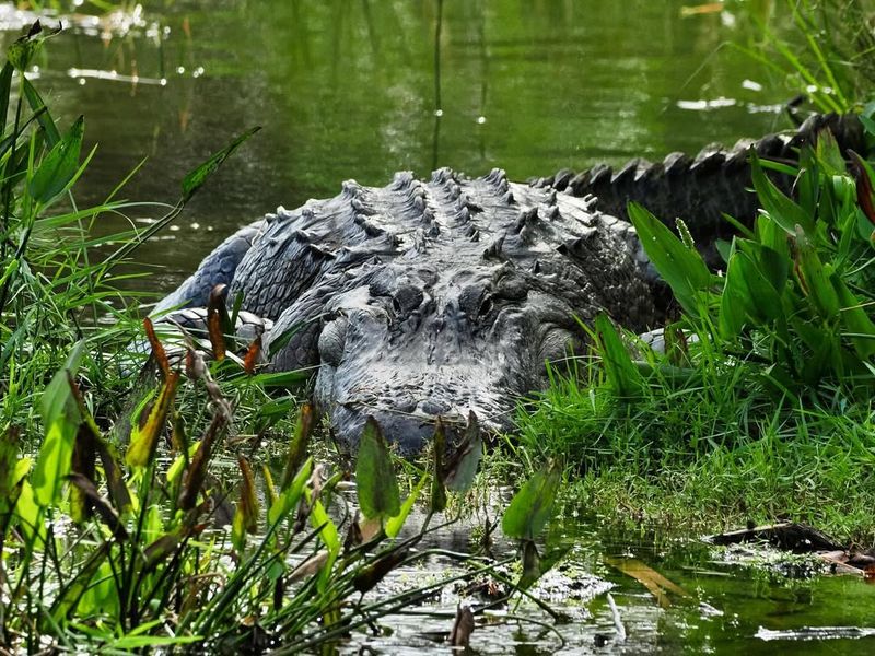 Florida's Enormous Alligator