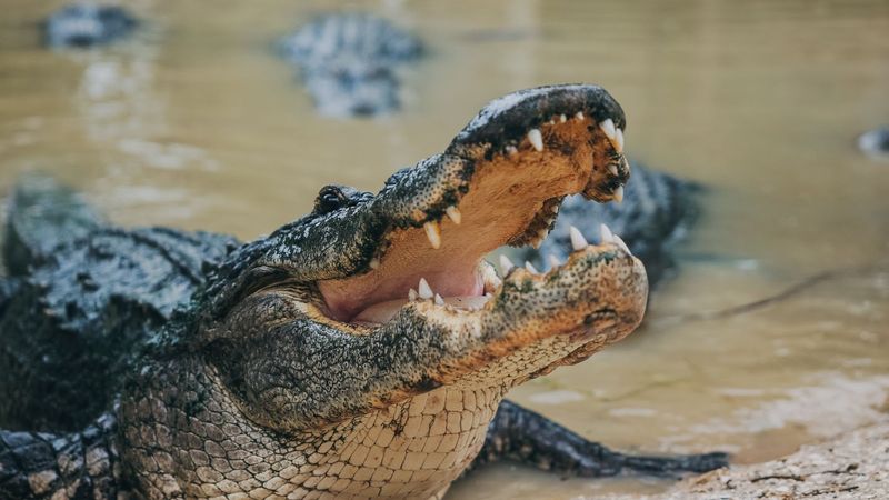 Florida's American Alligator