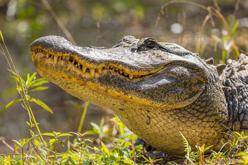 Florida's Everglade Emperor