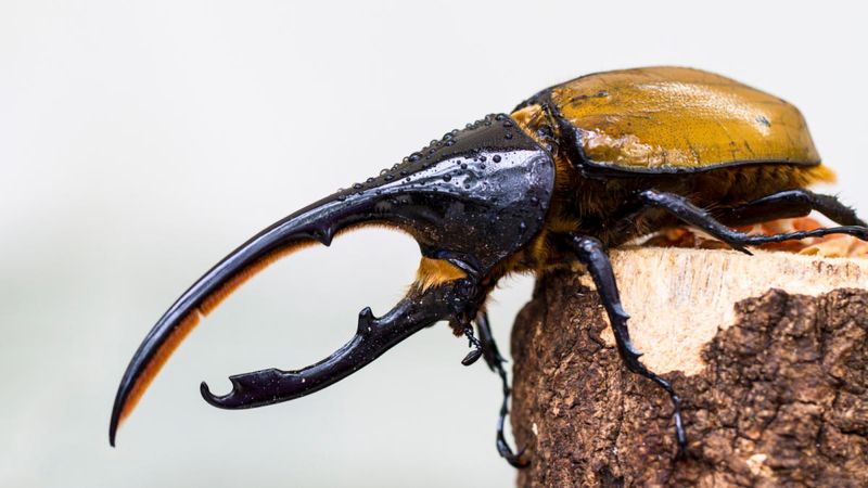 Florida's Hercules Beetle