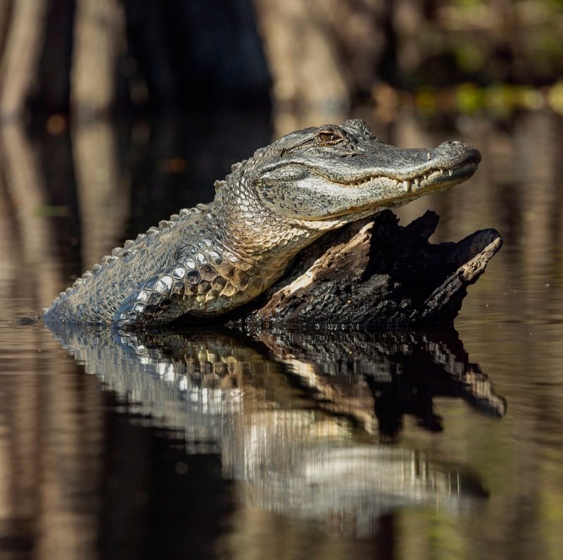 Florida - Alligators