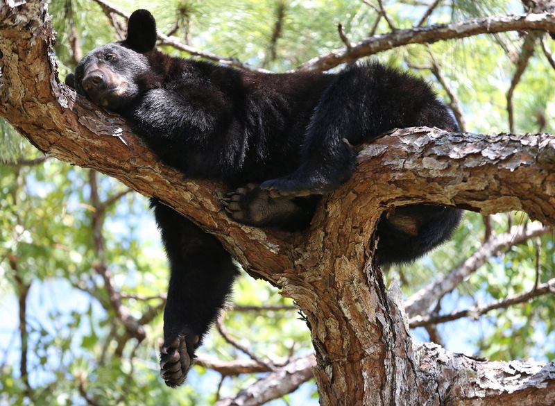 Florida Bear