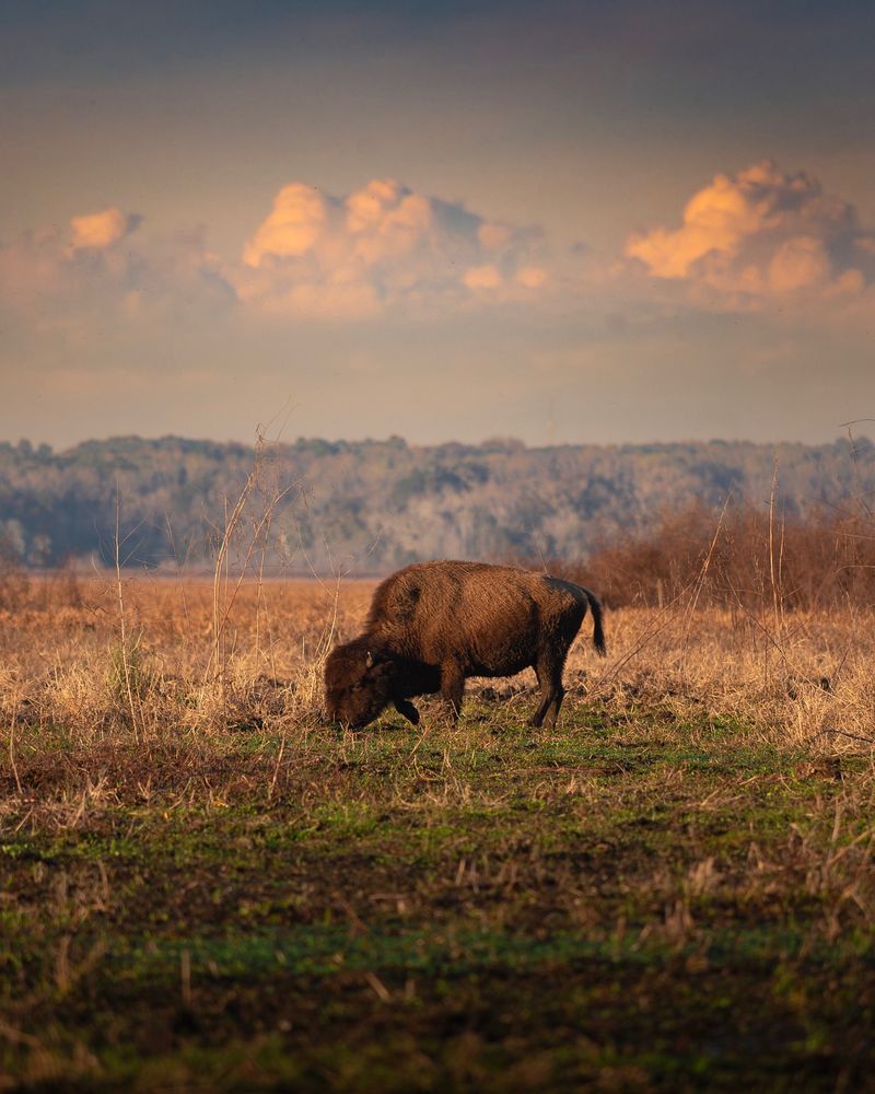 Florida Bison