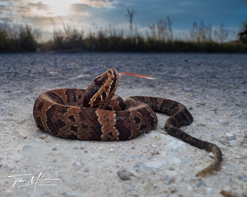 Florida Cottonmouth