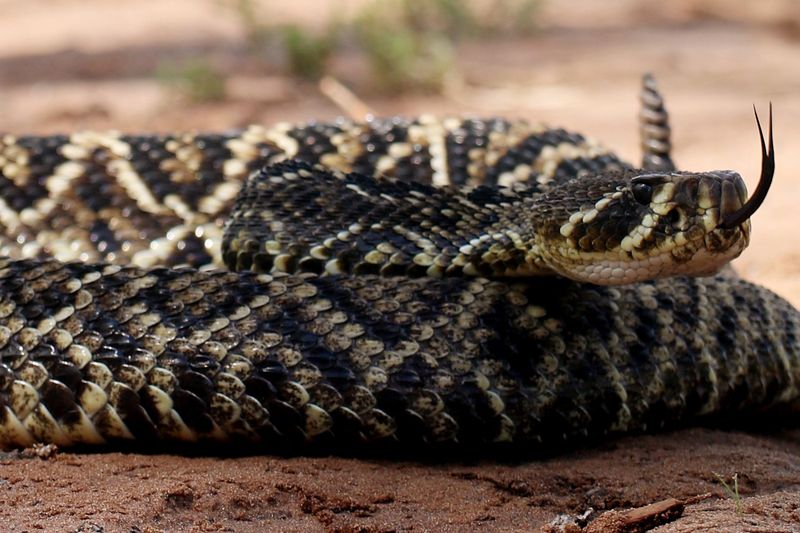 Florida - Eastern Diamondback Rattlesnake