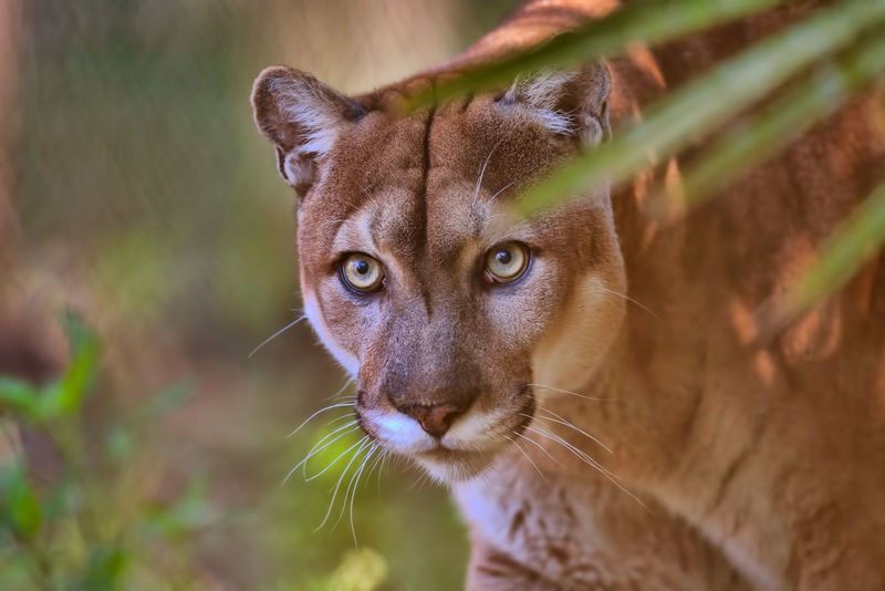 Florida: Florida Panther