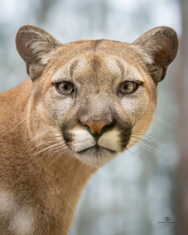 Florida - Florida Panther