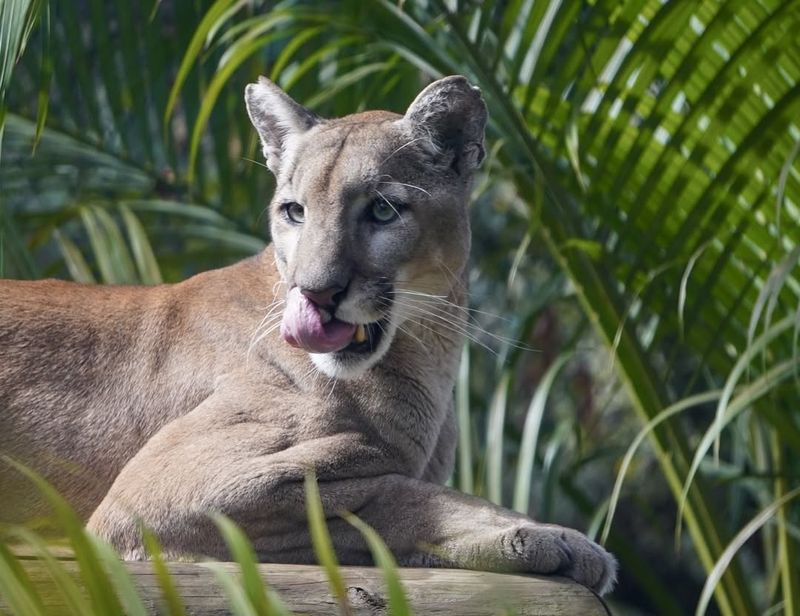 Florida Panther