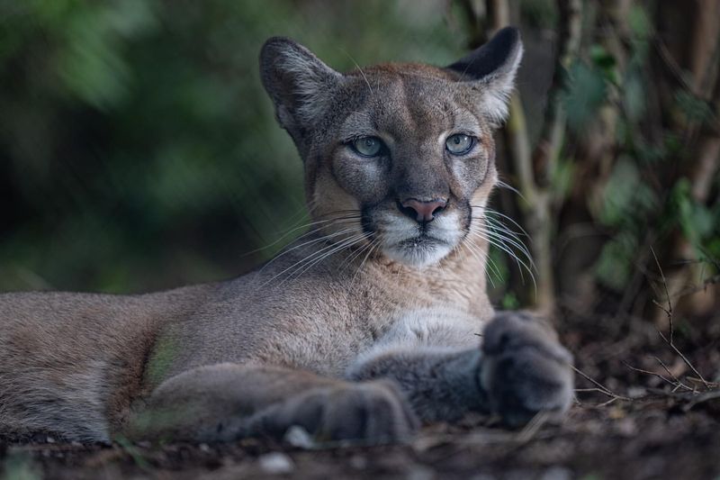 Florida Panther