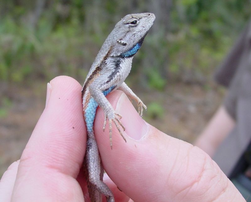 Florida Scrub Lizard