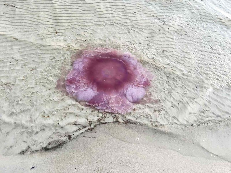 Florida - The Giant Pink Meanie Jellyfish