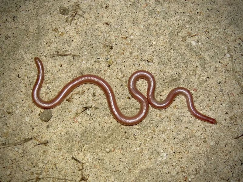 Florida Threadsnake