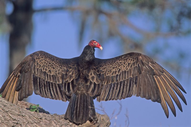 Florida - Turkey Vulture