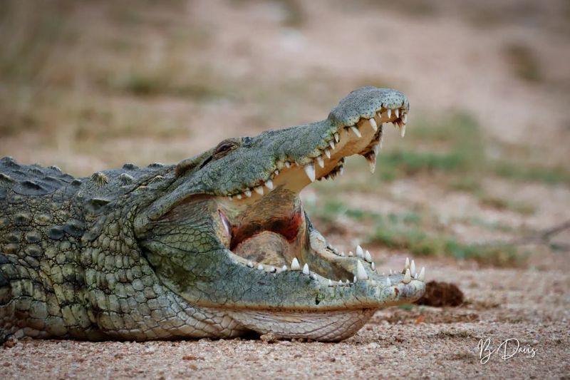 Florida's Luminescent Crocodile