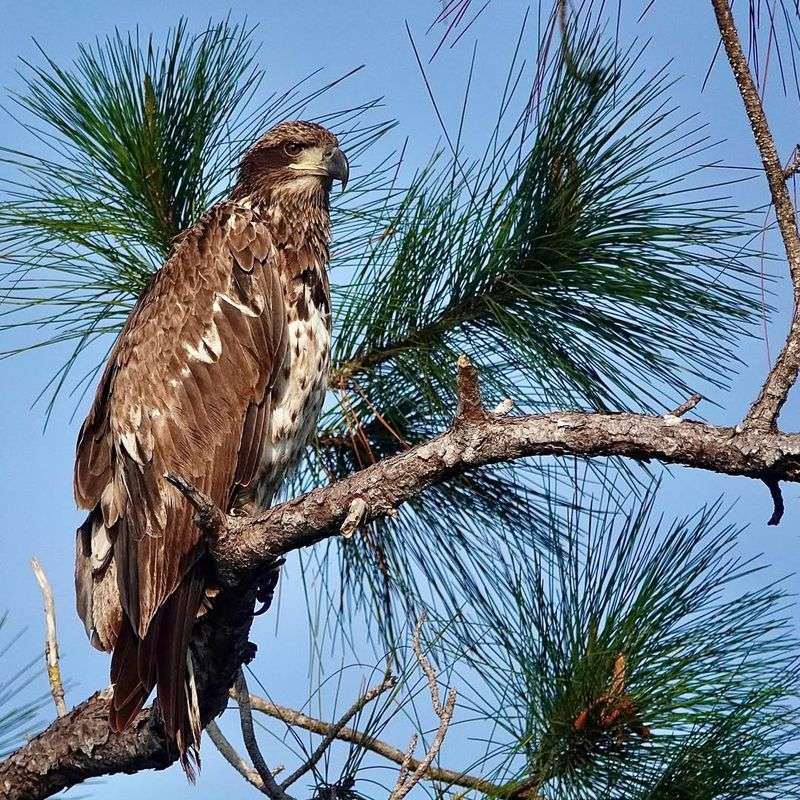 Floridian Marsh Eagle