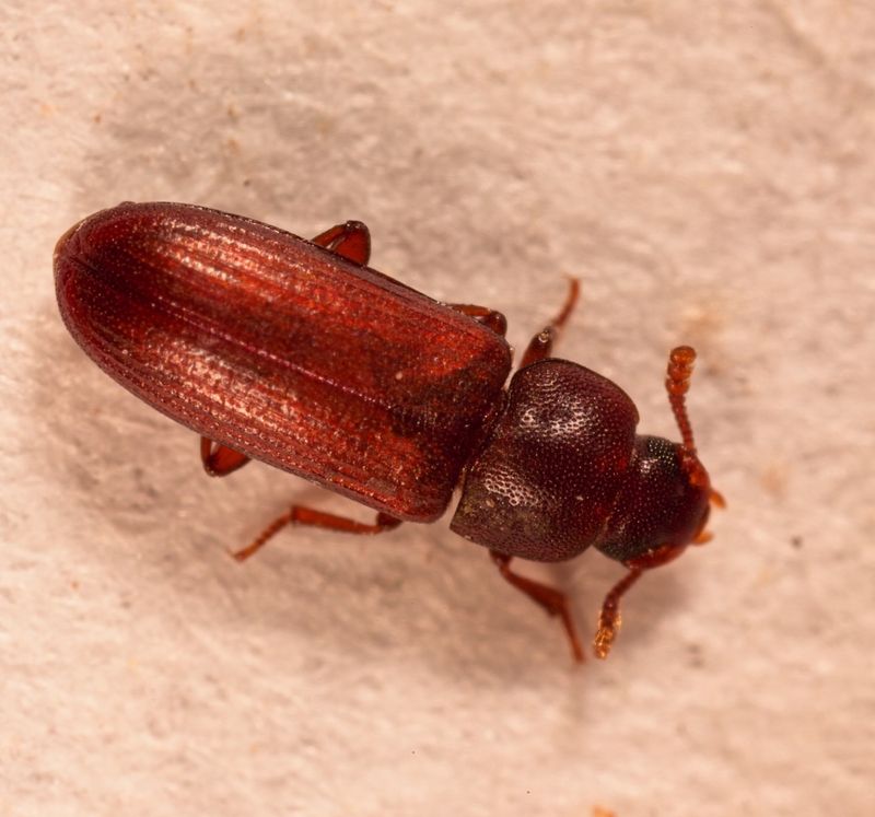 Flour Beetles