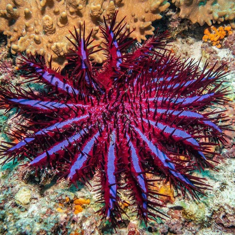 Crown-Of-Thorns Starfish