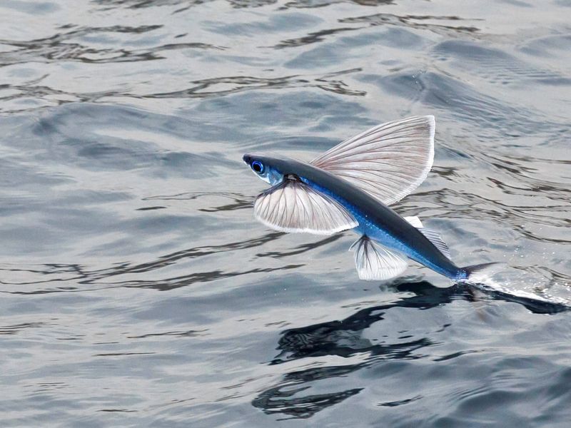 Flying Fish