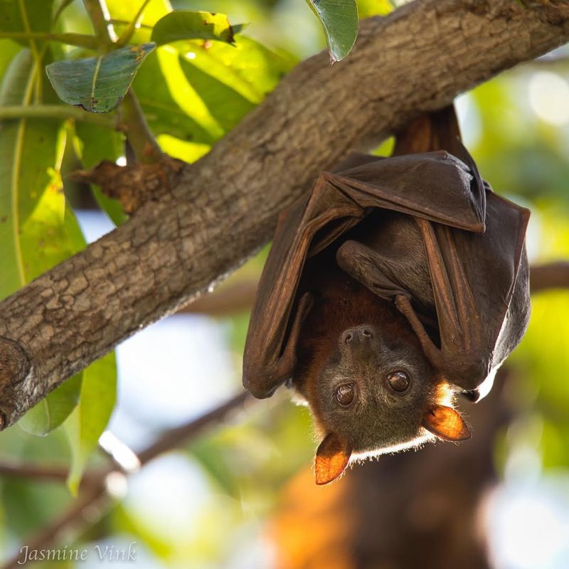 Flying Fox