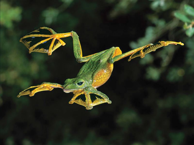 Flying Frogs and Their Gliding Skills