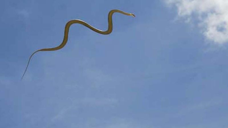 Flying Snakes