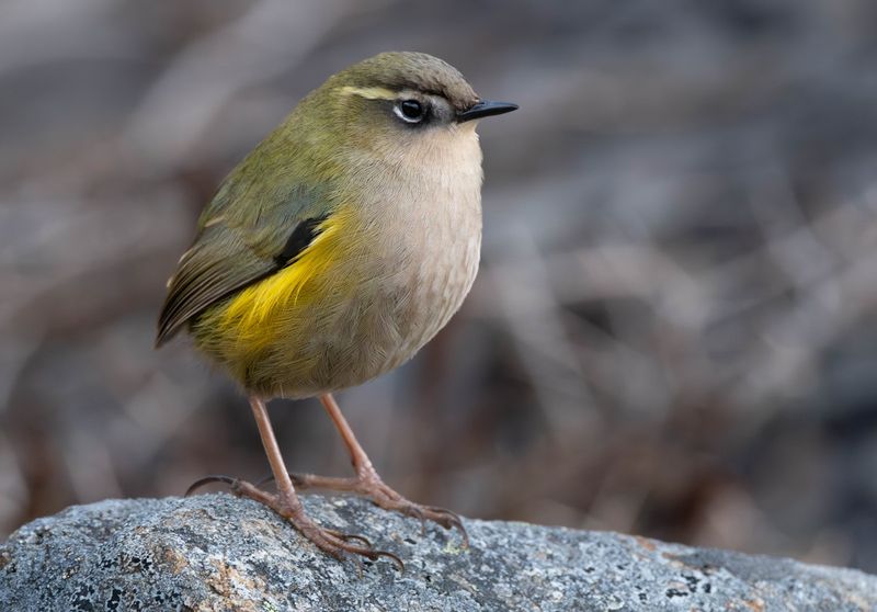 New Zealand Rock Wren - New Zealand Alpine Regions