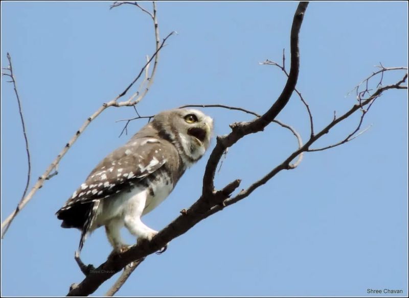 Forest Owlet