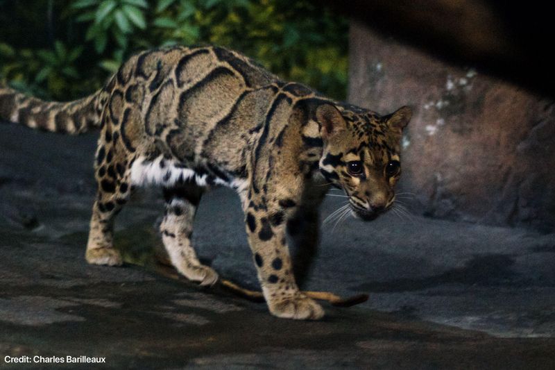 Formosan Clouded Leopard