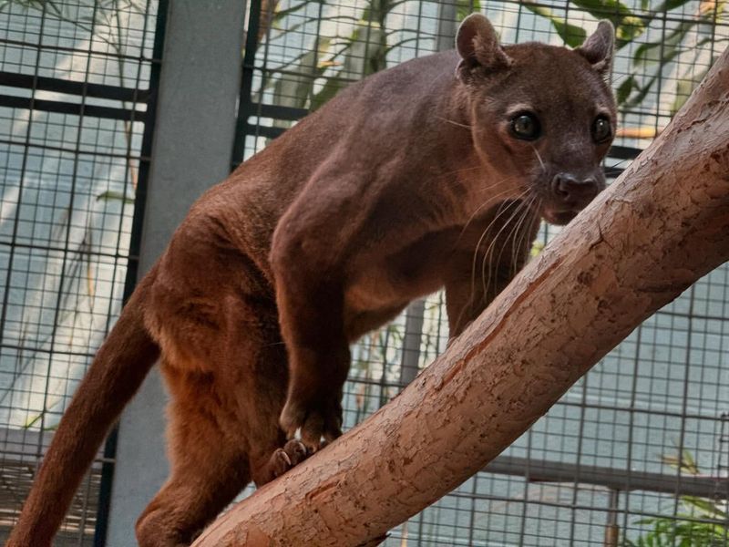 Fossa