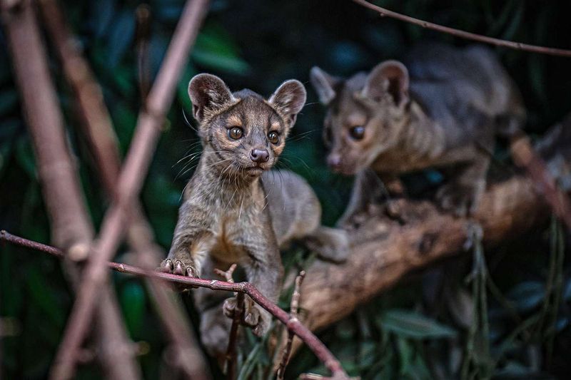 Fossa