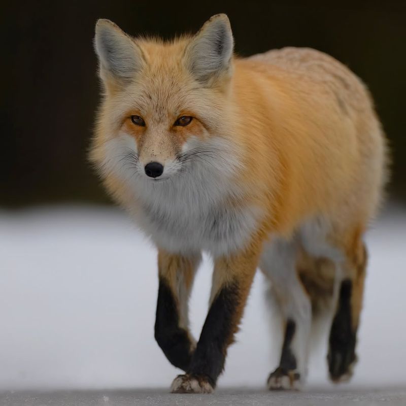 Fox