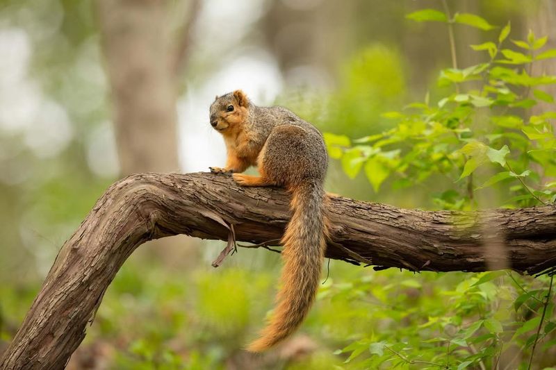 Fox Squirrel