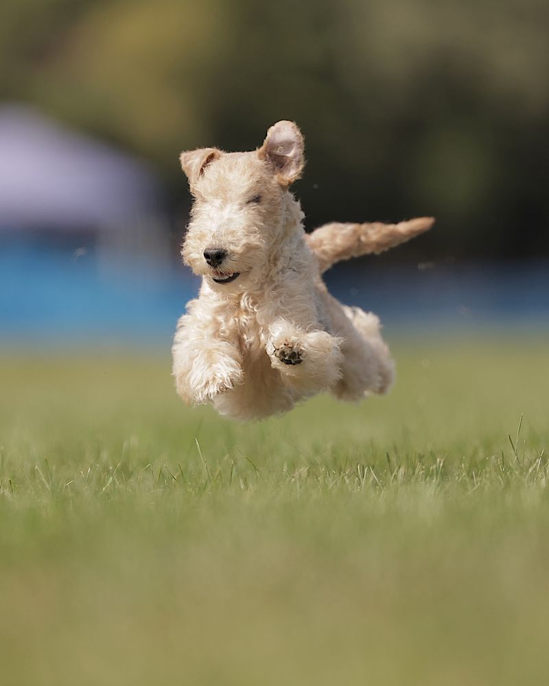 Fox Terrier