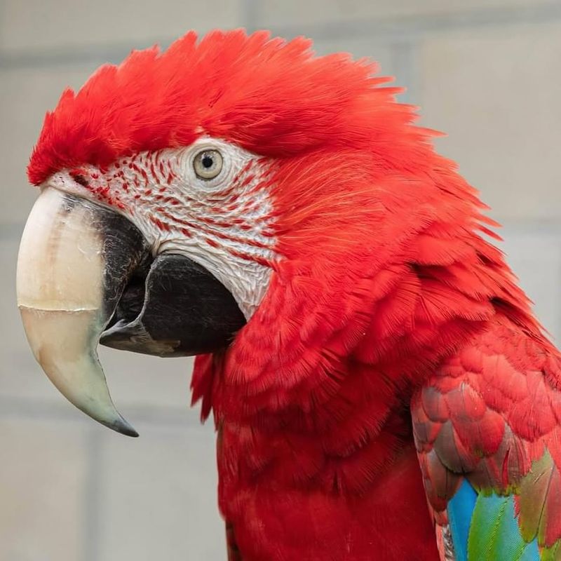 Poncho (Green-Winged Macaw)