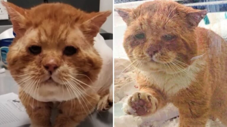 Ginger cat