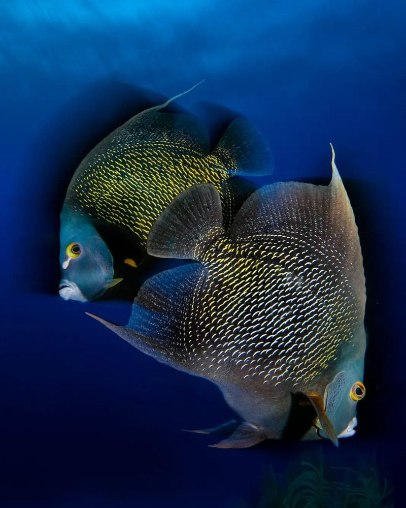 French Angelfish